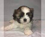 Small Photo #1 Shih Tzu Puppy For Sale in MILWAUKEE, WI, USA