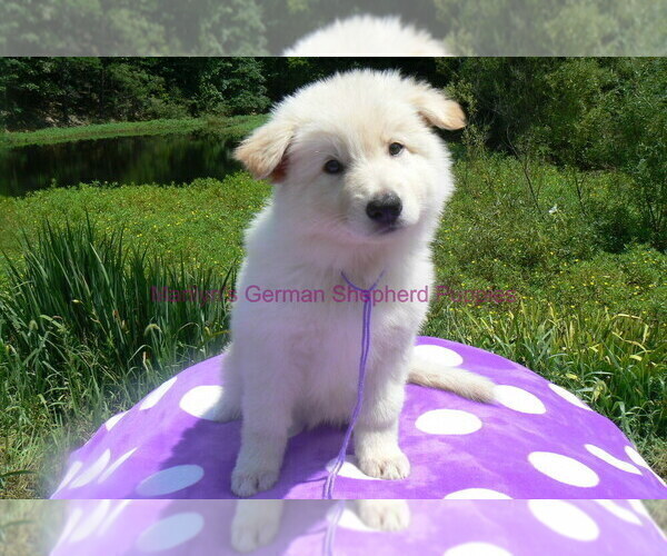 Medium Photo #4 German Shepherd Dog Puppy For Sale in PIEDMONT, MO, USA