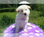 Small #3 German Shepherd Dog