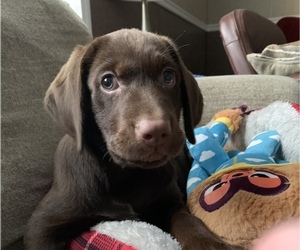 Labrador Retriever Puppy for sale in SPOTSYLVANIA, VA, USA
