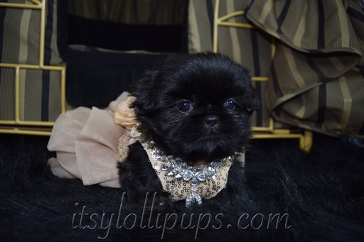 Medium Photo #8 Shih Tzu Puppy For Sale in HAYWARD, CA, USA