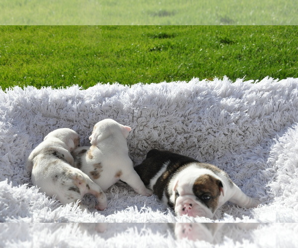 Medium Photo #20 English Bulldog Puppy For Sale in NAMPA, ID, USA
