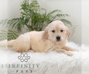 Golden Retriever Puppy for sale in NEWPORT, PA, USA