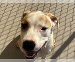 Small American Pit Bull Terrier Mix