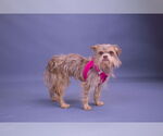 Small Photo #10 Norfolk Terrier-Unknown Mix Puppy For Sale in Princeton, MN, USA