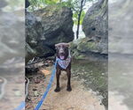 Small #1 Mutt