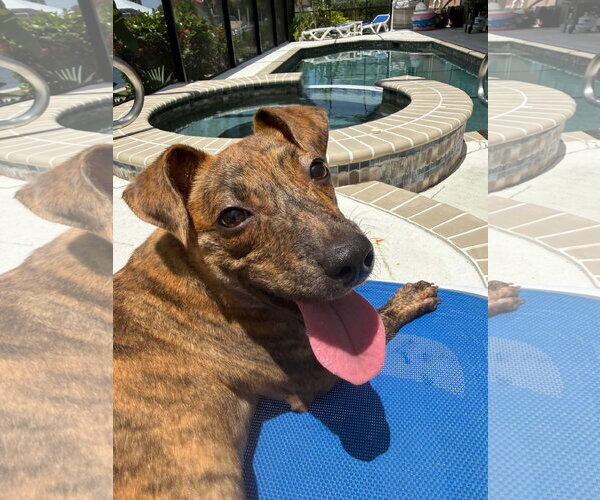 Medium Photo #2 Mutt Puppy For Sale in Germantown, OH, USA