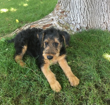 Medium Photo #1 Airedale Terrier Puppy For Sale in PHOENIX, AZ, USA