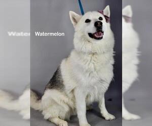 Siberian Husky Dogs for adoption in Bakersfield, CA, USA