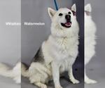 Small Siberian Husky