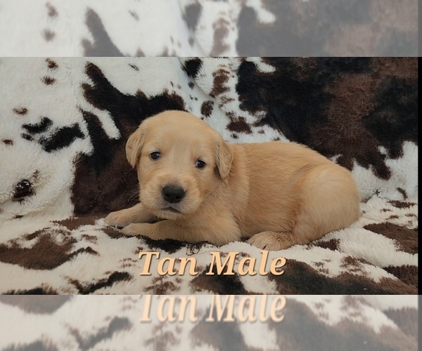 Medium Photo #2 Golden Retriever Puppy For Sale in CRAWFORDVILLE, FL, USA