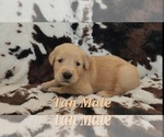 Small #1 Golden Retriever