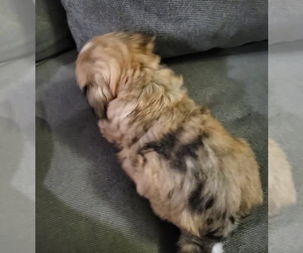 Medium Photo #12 Auss-Tzu Puppy For Sale in SAN ANTONIO, TX, USA