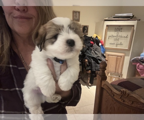 Medium Photo #4 Coton de Tulear Puppy For Sale in BIG RAPIDS, MI, USA