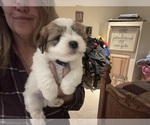 Small #3 Coton de Tulear