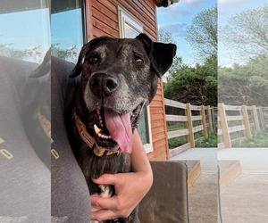 American Pit Bull Terrier-Unknown Mix Dogs for adoption in Germantown, OH, USA