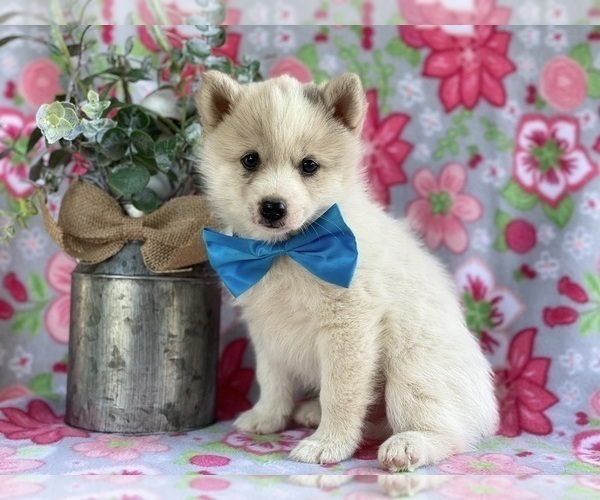 Medium Photo #2 Pomsky Puppy For Sale in LANCASTER, PA, USA