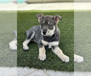 Ava - Female Siberian Husky-Unknown Mix Dog for Adoption - Photo #8