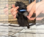 Small #11 German Shepherd Dog