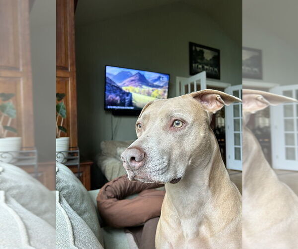 Medium Photo #1 Unknown-Weimaraner Mix Puppy For Sale in Brewster, NY, USA