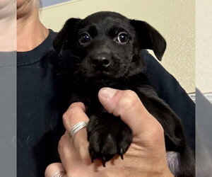 Labrador Retriever-Unknown Mix Dogs for adoption in Jefferson, NJ, USA
