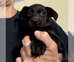 Small Labrador Retriever Mix