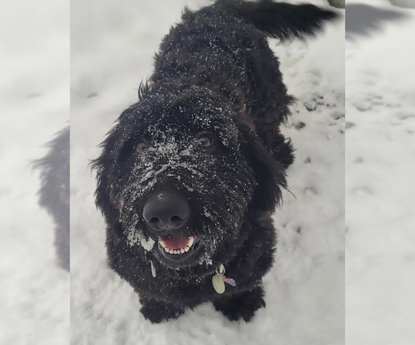 Medium Photo #2 Bassetoodle Puppy For Sale in Brooklyn Center, MN, USA