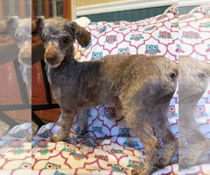 Mutt Dogs for adoption in Pacolet, SC, USA