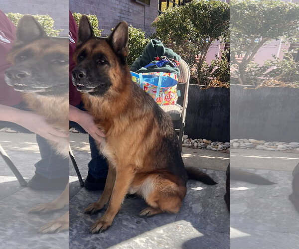 Medium Photo #2 German Shepherd Dog Puppy For Sale in Centreville, VA, USA