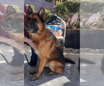Small Photo #2 German Shepherd Dog Puppy For Sale in Centreville, VA, USA
