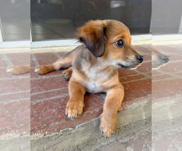 Medium Photo #5 Chihuahua-Colonial Cocker Spaniel Mix Puppy For Sale in Corona, CA, USA