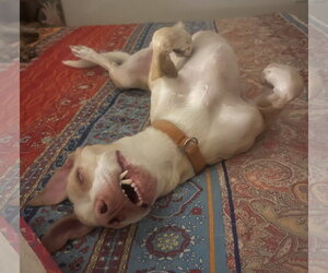 Bisquit - Male Unknown-Whippet Mix Dog for Adoption - Photo #2