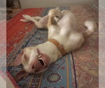 Small Photo #2 Unknown-Whippet Mix Puppy For Sale in Lancaster, CA, USA