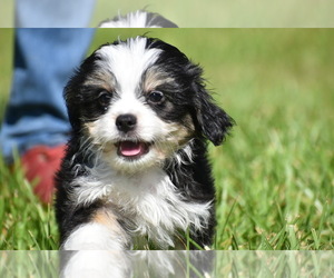 Auss-Tzu Puppy for sale in PALM COAST, FL, USA