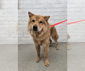 Chow Chow Dogs for adoption in San Bernardino, CA, USA
