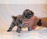 Small #11 Poodle (Toy)