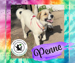 Labrenees Dogs for adoption in Crystal, MN, USA