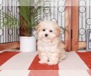 Maltipoo Puppy for sale in NAPLES, FL, USA