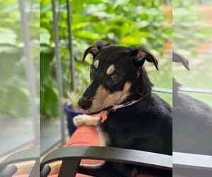 Huskies -Unknown Mix Dogs for adoption in Fort Worth, TX, USA