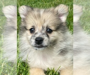 Pomeranian Puppy for sale in CANOGA, NY, USA