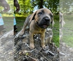 Small Photo #6 Cane Corso Puppy For Sale in UPPER MARLBORO, MD, USA