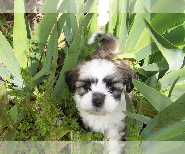 Medium Photo #4 Shih Tzu Puppy For Sale in SMITHVILLE, TX, USA