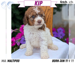 Puppy Kip Maltipoo (Toy)