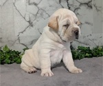 Small #4 Cocker-Pei