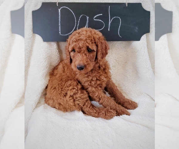 Medium Photo #4 Goldendoodle Puppy For Sale in NORTH VERNON, IN, USA