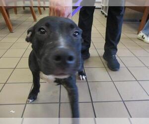 Labrador Retriever-Unknown Mix Dogs for adoption in Ocala, FL, USA