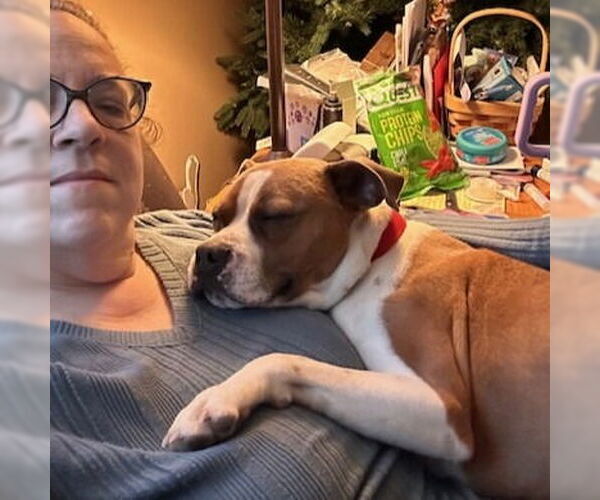 Medium Photo #9 Boxer-Unknown Mix Puppy For Sale in Canton, CT, USA