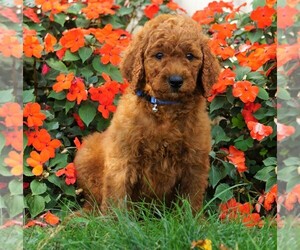 Poodle (Standard) Puppy for sale in FREDERICKSBG, OH, USA