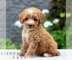 Small #3 Poodle (Miniature)
