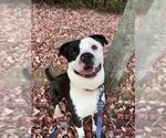 Small #1 American Pit Bull Terrier Mix